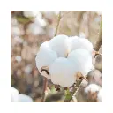 algodon-natural-sostenible-blaugab.webp